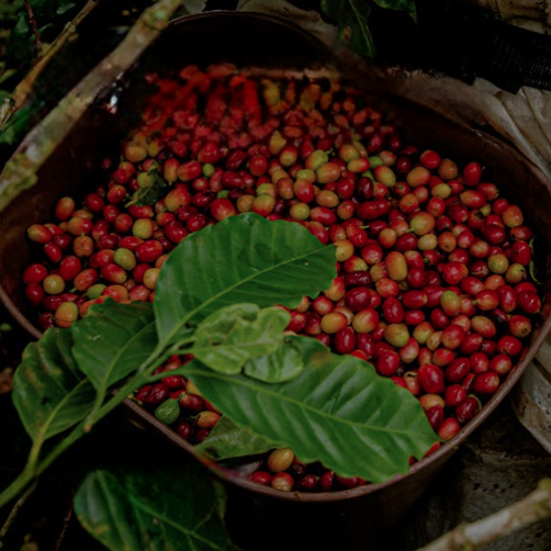 Experiencia del café Finca La Gaviota