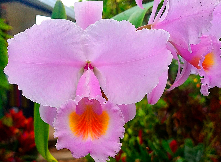 Bosques de la Pradera Orchids, Birds and Butterflies